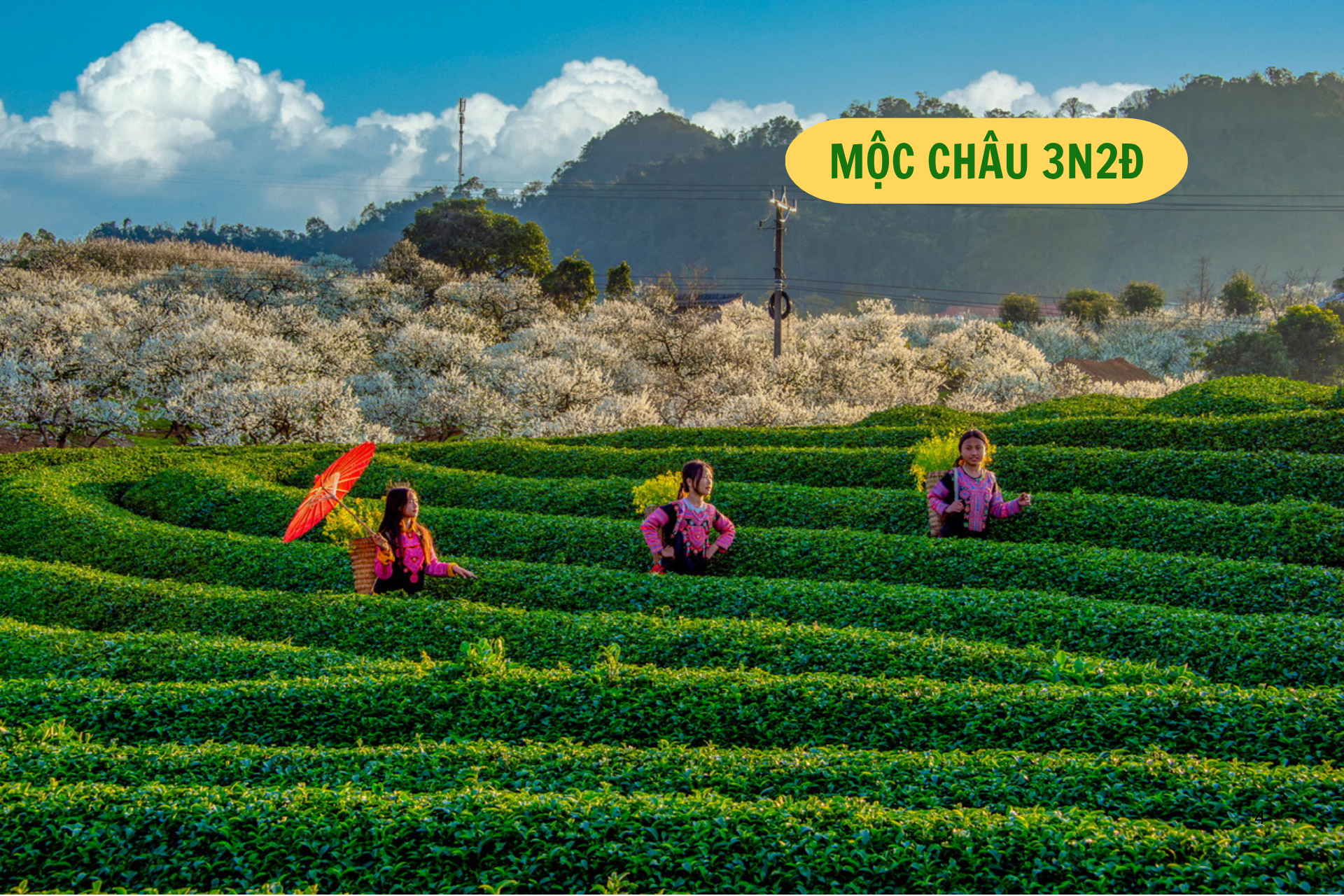 Tour ghép MỘC CHÂU 3 ngày 2 đêm