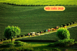 Tour ghép MỘC CHÂU 2 ngày 1 đêm