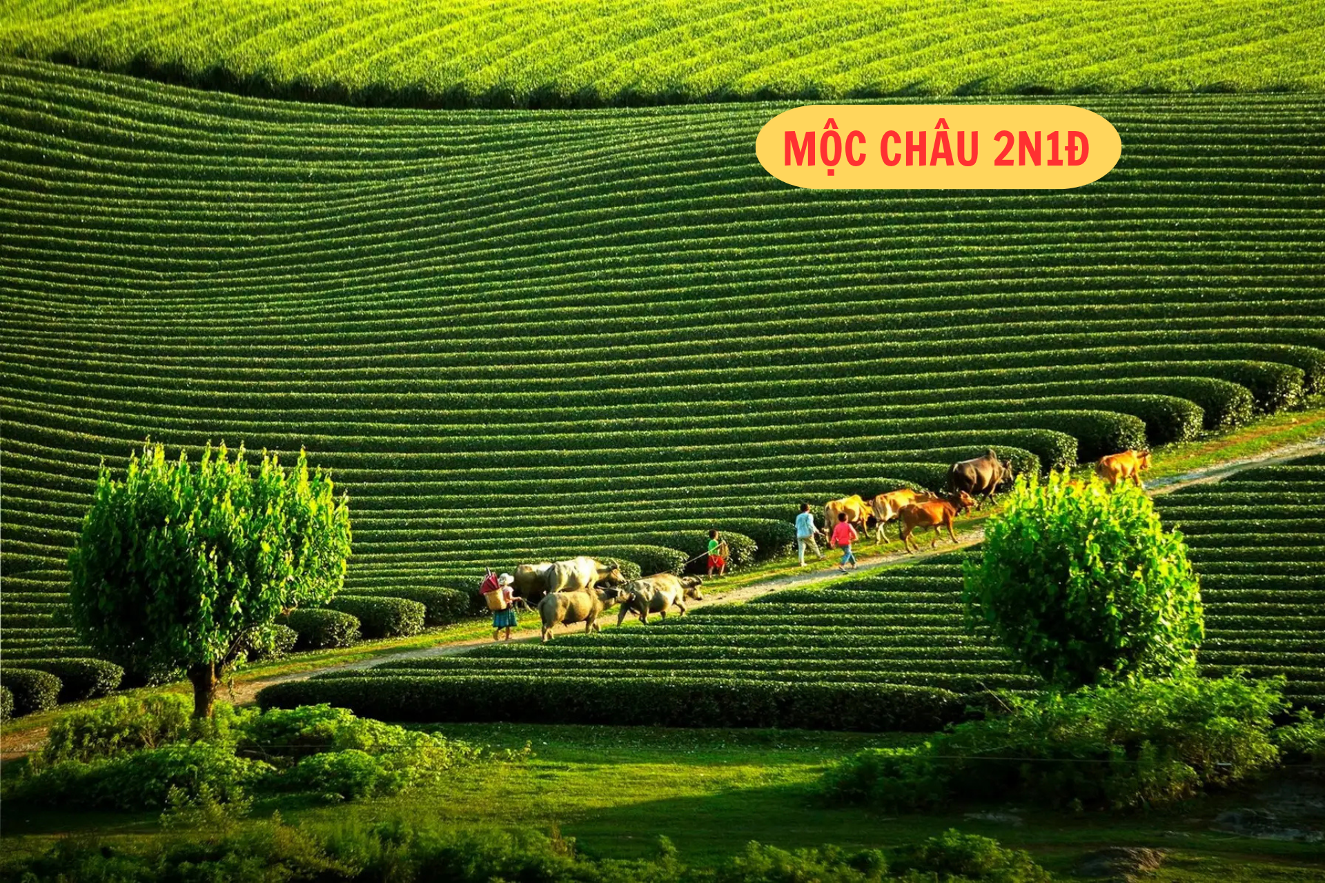 Tour ghép MỘC CHÂU 2 ngày 1 đêm